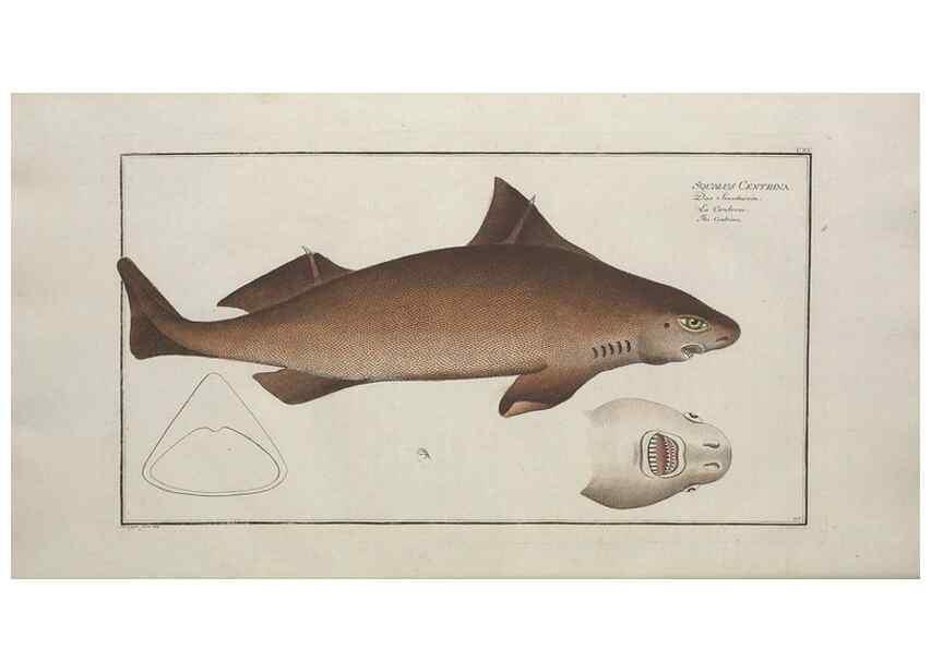Reproducción/Reproduction 49770822227: Ichtyologie, ou, Histoire naturelle, générale et particulière des poissons :. A Berlin :Chez l'auteur, & chez François de la Garde libraire,1785-1797.. 