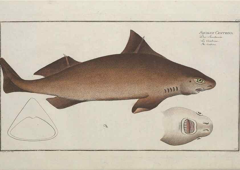 Reproducción/Reproduction 49770822227: Ichtyologie, ou, Histoire naturelle, générale et particulière des poissons :. A Berlin :Chez l'auteur, & chez François de la Garde libraire,1785-1797.. 