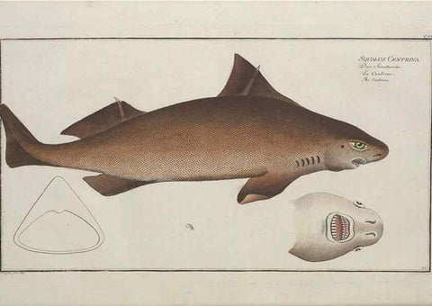 Reproducción/Reproduction 49770822227: Ichtyologie, ou, Histoire naturelle, générale et particulière des poissons :. A Berlin :Chez l'auteur, & chez François de la Garde libraire,1785-1797.. 