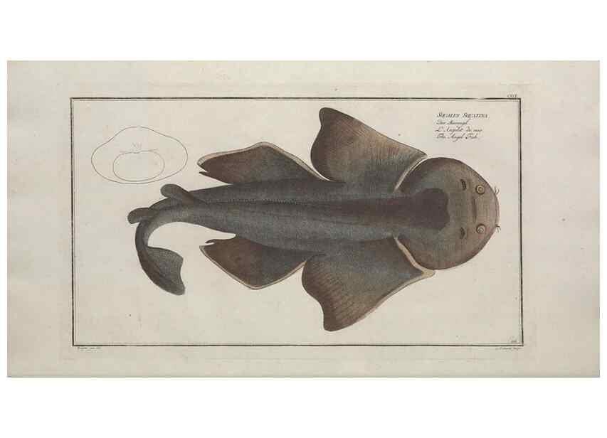 Reproducción/Reproduction 49770497666: Ichtyologie, ou, Histoire naturelle, générale et particulière des poissons :. A Berlin :Chez l'auteur, & chez François de la Garde libraire,1785-1797.. 