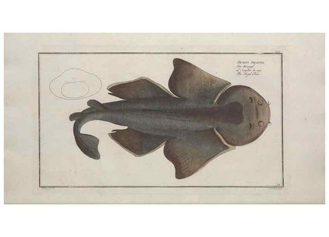 Reproducción/Reproduction 49770497666: Ichtyologie, ou, Histoire naturelle, générale et particulière des poissons :. A Berlin :Chez l'auteur, & chez François de la Garde libraire,1785-1797.. 