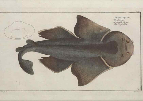 Reproducción/Reproduction 49770497666: Ichtyologie, ou, Histoire naturelle, générale et particulière des poissons :. A Berlin :Chez l'auteur, & chez François de la Garde libraire,1785-1797.. 