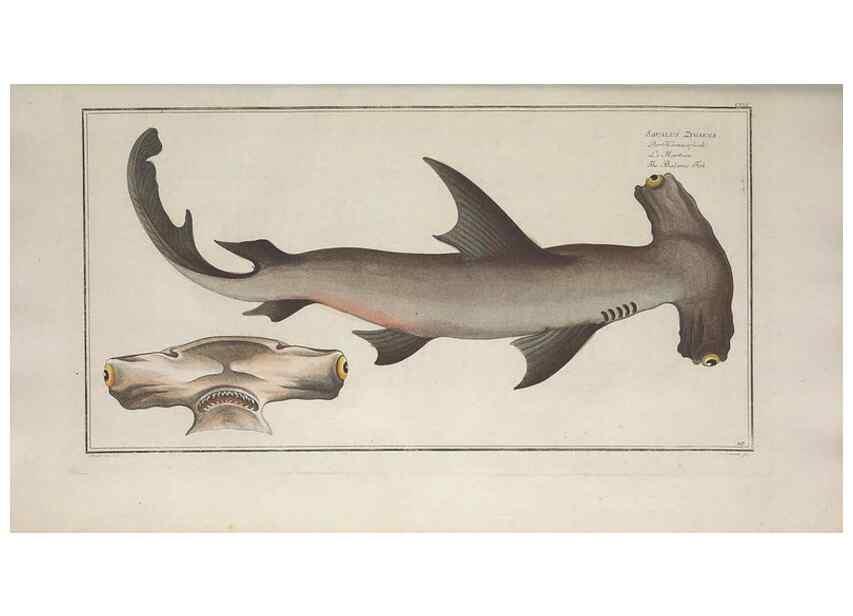 Reproducción/Reproduction 49770823002: Ichtyologie, ou, Histoire naturelle, générale et particulière des poissons :. A Berlin :Chez l'auteur, & chez François de la Garde libraire,1785-1797.. 
