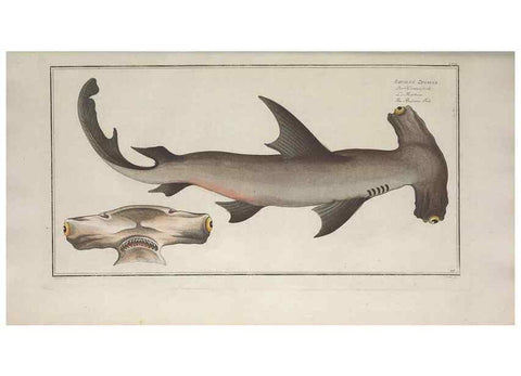 Reproducción/Reproduction 49770823002: Ichtyologie, ou, Histoire naturelle, générale et particulière des poissons :. A Berlin :Chez l'auteur, & chez François de la Garde libraire,1785-1797.. 