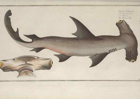 Reproducción/Reproduction 49770823002: Ichtyologie, ou, Histoire naturelle, générale et particulière des poissons :. A Berlin :Chez l'auteur, & chez François de la Garde libraire,1785-1797.. 