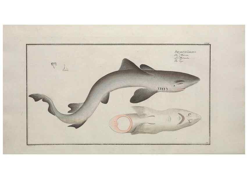 Reproducción/Reproduction 49770823292: Ichtyologie, ou, Histoire naturelle, générale et particulière des poissons :. A Berlin :Chez l'auteur, & chez François de la Garde libraire,1785-1797.. 