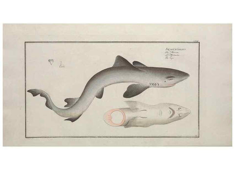 Reproducción/Reproduction 49770823292: Ichtyologie, ou, Histoire naturelle, générale et particulière des poissons :. A Berlin :Chez l'auteur, & chez François de la Garde libraire,1785-1797.. 