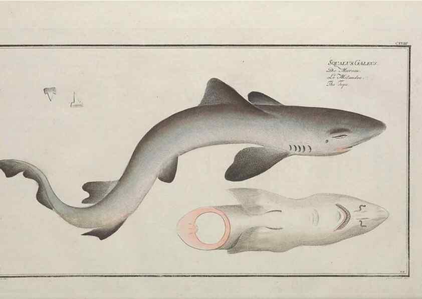 Reproducción/Reproduction 49770823292: Ichtyologie, ou, Histoire naturelle, générale et particulière des poissons :. A Berlin :Chez l'auteur, & chez François de la Garde libraire,1785-1797.. 