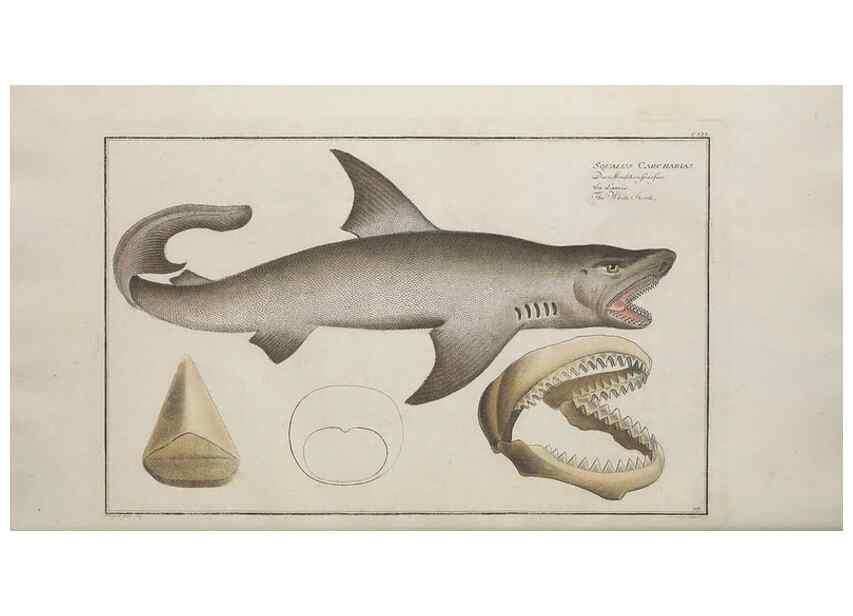 Reproducción/Reproduction 49769966288: Ichtyologie, ou, Histoire naturelle, générale et particulière des poissons :. A Berlin :Chez l'auteur, & chez François de la Garde libraire,1785-1797.. 