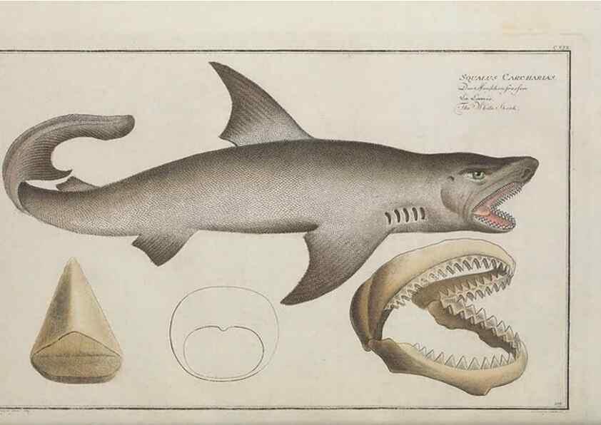 Reproducción/Reproduction 49769966288: Ichtyologie, ou, Histoire naturelle, générale et particulière des poissons :. A Berlin :Chez l'auteur, & chez François de la Garde libraire,1785-1797.. 