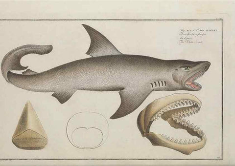 Reproducción/Reproduction 49769966288: Ichtyologie, ou, Histoire naturelle, générale et particulière des poissons :. A Berlin :Chez l'auteur, & chez François de la Garde libraire,1785-1797.. 