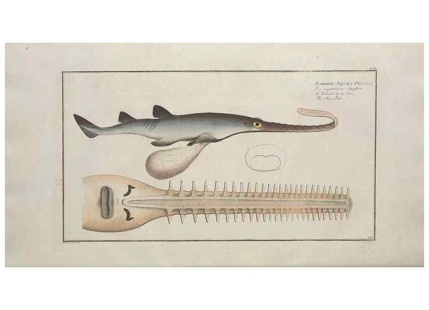 Reproducción/Reproduction 49770824002: Ichtyologie, ou, Histoire naturelle, générale et particulière des poissons :. A Berlin :Chez l'auteur, & chez François de la Garde libraire,1785-1797.. 