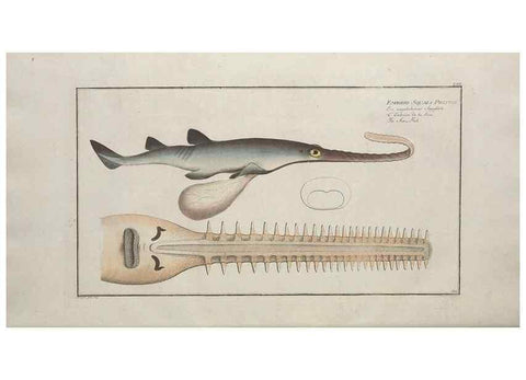 Reproducción/Reproduction 49770824002: Ichtyologie, ou, Histoire naturelle, générale et particulière des poissons :. A Berlin :Chez l'auteur, & chez François de la Garde libraire,1785-1797.. 