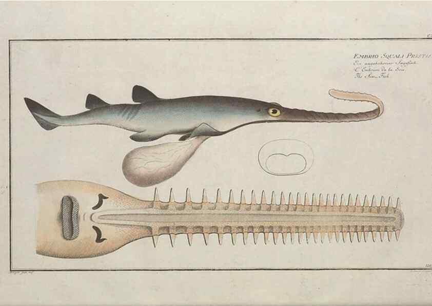 Reproducción/Reproduction 49770824002: Ichtyologie, ou, Histoire naturelle, générale et particulière des poissons :. A Berlin :Chez l'auteur, & chez François de la Garde libraire,1785-1797.. 