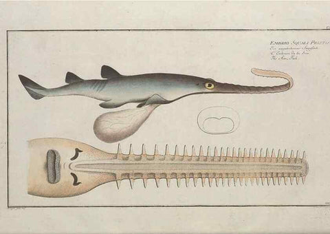 Reproducción/Reproduction 49770824002: Ichtyologie, ou, Histoire naturelle, générale et particulière des poissons :. A Berlin :Chez l'auteur, & chez François de la Garde libraire,1785-1797.. 