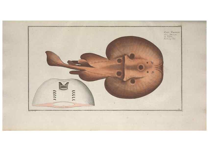 Reproducción/Reproduction 49769967073: Ichtyologie, ou, Histoire naturelle, générale et particulière des poissons :. A Berlin :Chez l'auteur, & chez François de la Garde libraire,1785-1797.. 