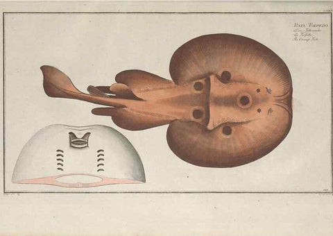 Reproducción/Reproduction 49769967073: Ichtyologie, ou, Histoire naturelle, générale et particulière des poissons :. A Berlin :Chez l'auteur, & chez François de la Garde libraire,1785-1797.. 