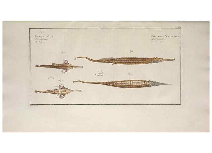 Reproducción/Reproduction 49769967438: Ichtyologie, ou, Histoire naturelle, générale et particulière des poissons :. A Berlin :Chez l'auteur, & chez François de la Garde libraire,1785-1797.. 
