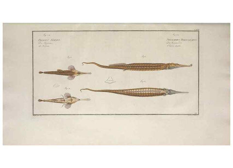 Reproducción/Reproduction 49769967438: Ichtyologie, ou, Histoire naturelle, générale et particulière des poissons :. A Berlin :Chez l'auteur, & chez François de la Garde libraire,1785-1797.. 
