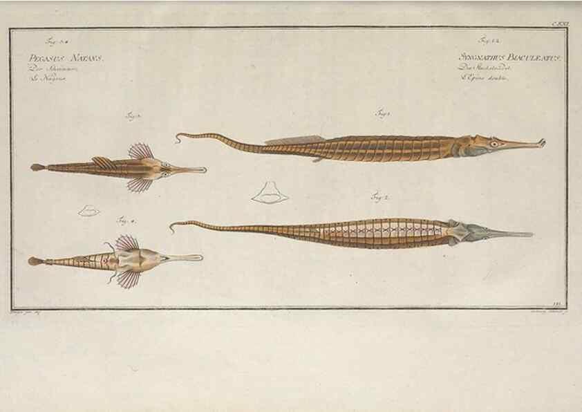 Reproducción/Reproduction 49769967438: Ichtyologie, ou, Histoire naturelle, générale et particulière des poissons :. A Berlin :Chez l'auteur, & chez François de la Garde libraire,1785-1797.. 