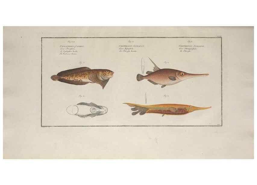 Reproducción/Reproduction 49770825237: Ichtyologie, ou, Histoire naturelle, générale et particulière des poissons :. A Berlin :Chez l'auteur, & chez François de la Garde libraire,1785-1797.. 