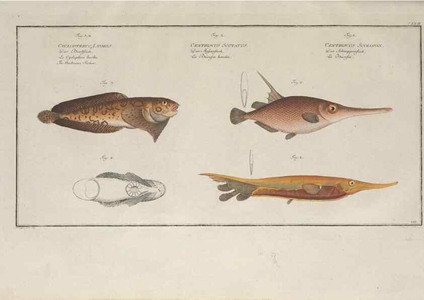 Reproducción/Reproduction 49770825237: Ichtyologie, ou, Histoire naturelle, générale et particulière des poissons :. A Berlin :Chez l'auteur, & chez François de la Garde libraire,1785-1797.. 