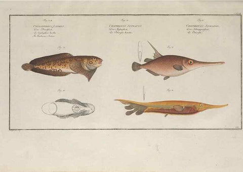 Reproducción/Reproduction 49770825237: Ichtyologie, ou, Histoire naturelle, générale et particulière des poissons :. A Berlin :Chez l'auteur, & chez François de la Garde libraire,1785-1797.. 