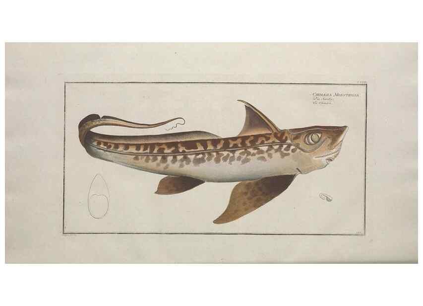 Reproducción/Reproduction 49770825657: Ichtyologie, ou, Histoire naturelle, générale et particulière des poissons :. A Berlin :Chez l'auteur, & chez François de la Garde libraire,1785-1797.. 