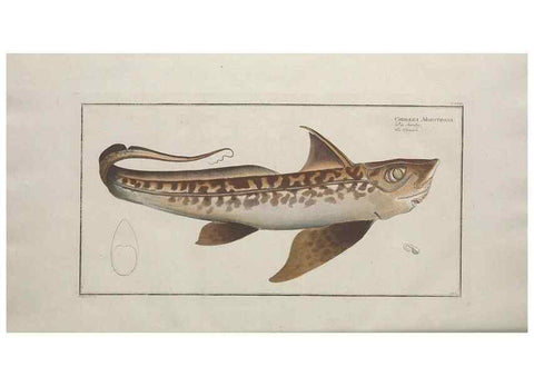 Reproducción/Reproduction 49770825657: Ichtyologie, ou, Histoire naturelle, générale et particulière des poissons :. A Berlin :Chez l'auteur, & chez François de la Garde libraire,1785-1797.. 