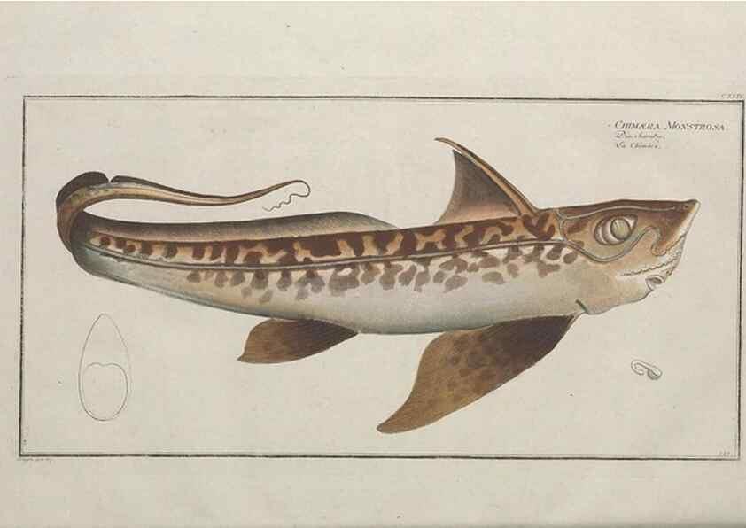 Reproducción/Reproduction 49770825657: Ichtyologie, ou, Histoire naturelle, générale et particulière des poissons :. A Berlin :Chez l'auteur, & chez François de la Garde libraire,1785-1797.. 