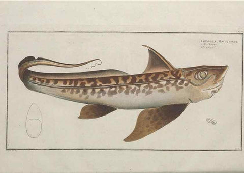 Reproducción/Reproduction 49770825657: Ichtyologie, ou, Histoire naturelle, générale et particulière des poissons :. A Berlin :Chez l'auteur, & chez François de la Garde libraire,1785-1797.. 