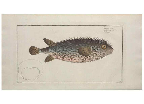 Reproducción/Reproduction 49770826052: Ichtyologie, ou, Histoire naturelle, générale et particulière des poissons :. A Berlin :Chez l'auteur, & chez François de la Garde libraire,1785-1797.. 