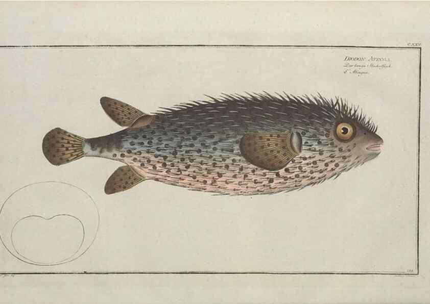 Reproducción/Reproduction 49770826052: Ichtyologie, ou, Histoire naturelle, générale et particulière des poissons :. A Berlin :Chez l'auteur, & chez François de la Garde libraire,1785-1797.. 