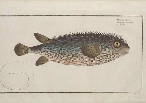 Reproducción/Reproduction 49770826052: Ichtyologie, ou, Histoire naturelle, générale et particulière des poissons :. A Berlin :Chez l'auteur, & chez François de la Garde libraire,1785-1797.. 