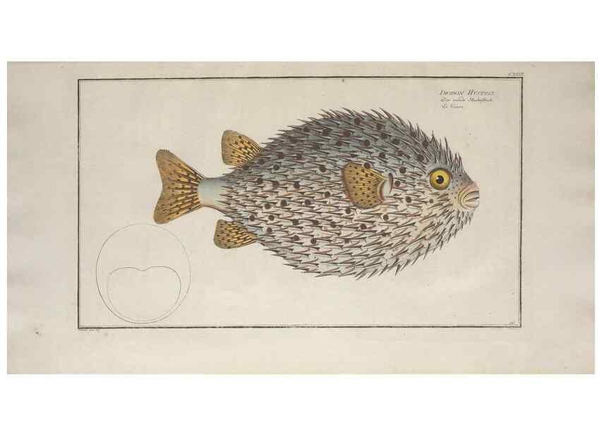 Reproducción/Reproduction 49770501766: Ichtyologie, ou, Histoire naturelle, générale et particulière des poissons :. A Berlin :Chez l'auteur, & chez François de la Garde libraire,1785-1797.. 