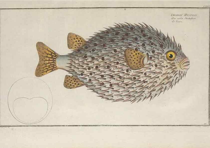 Reproducción/Reproduction 49770501766: Ichtyologie, ou, Histoire naturelle, générale et particulière des poissons :. A Berlin :Chez l'auteur, & chez François de la Garde libraire,1785-1797.. 