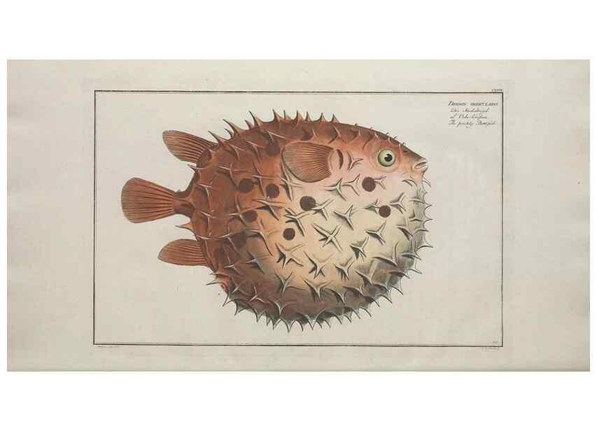 Reproducción/Reproduction 49770826737: Ichtyologie, ou, Histoire naturelle, générale et particulière des poissons :. A Berlin :Chez l'auteur, & chez François de la Garde libraire,1785-1797.. 