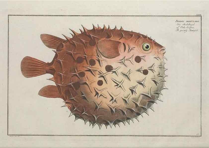 Reproducción/Reproduction 49770826737: Ichtyologie, ou, Histoire naturelle, générale et particulière des poissons :. A Berlin :Chez l'auteur, & chez François de la Garde libraire,1785-1797.. 