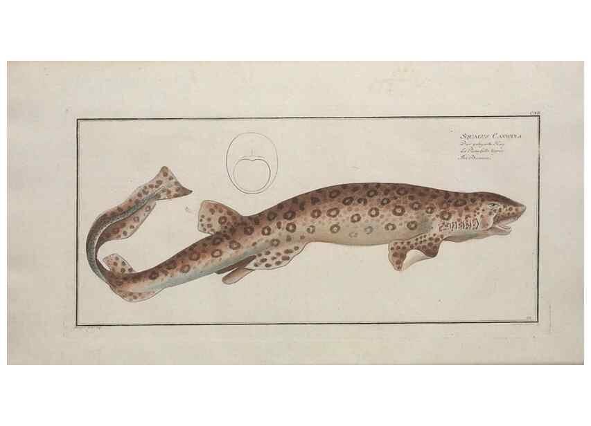 Reproducción/Reproduction 49770496081: Ichtyologie, ou, Histoire naturelle, générale et particulière des poissons :. A Berlin :Chez l'auteur, & chez François de la Garde libraire,1785-1797.. 