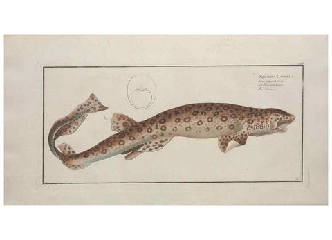 Reproducción/Reproduction 49770496081: Ichtyologie, ou, Histoire naturelle, générale et particulière des poissons :. A Berlin :Chez l'auteur, & chez François de la Garde libraire,1785-1797.. 