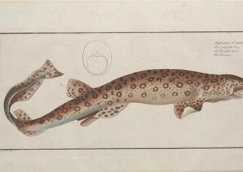 Reproducción/Reproduction 49770496081: Ichtyologie, ou, Histoire naturelle, générale et particulière des poissons :. A Berlin :Chez l'auteur, & chez François de la Garde libraire,1785-1797.. 