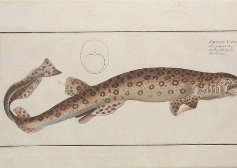 Reproducción/Reproduction 49770496081: Ichtyologie, ou, Histoire naturelle, générale et particulière des poissons :. A Berlin :Chez l'auteur, & chez François de la Garde libraire,1785-1797.. 