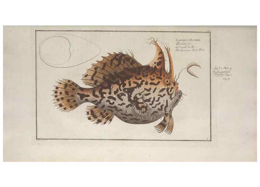 Reproducción/Reproduction 49770820642: Ichtyologie, ou, Histoire naturelle, générale et particulière des poissons :. A Berlin :Chez l'auteur, & chez François de la Garde libraire,1785-1797.. 