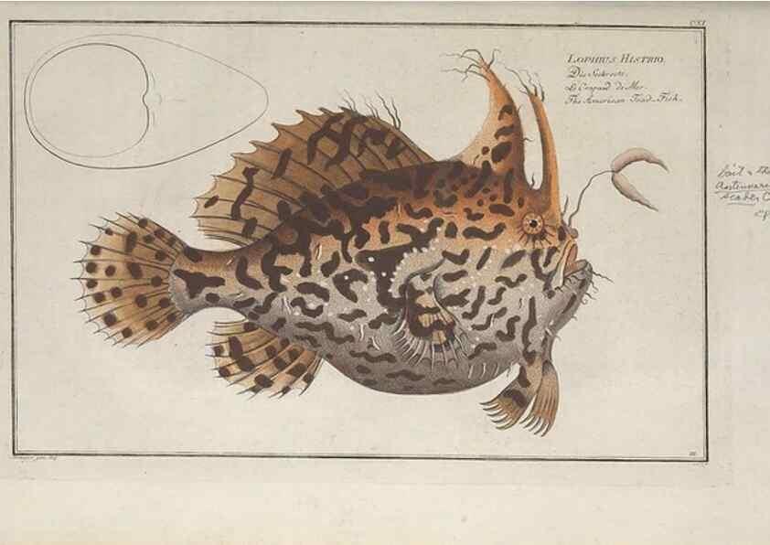Reproducción/Reproduction 49770820642: Ichtyologie, ou, Histoire naturelle, générale et particulière des poissons :. A Berlin :Chez l'auteur, & chez François de la Garde libraire,1785-1797.. 