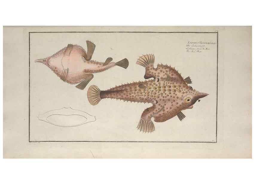 Reproducción/Reproduction 49770495296: Ichtyologie, ou, Histoire naturelle, générale et particulière des poissons :. A Berlin :Chez l'auteur, & chez François de la Garde libraire,1785-1797.. 