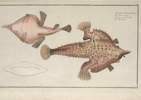 Reproducción/Reproduction 49770495296: Ichtyologie, ou, Histoire naturelle, générale et particulière des poissons :. A Berlin :Chez l'auteur, & chez François de la Garde libraire,1785-1797.. 