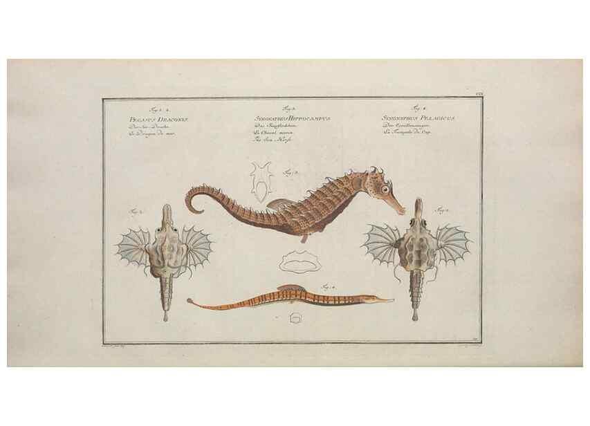 Reproducción/Reproduction 49770819867: Ichtyologie, ou, Histoire naturelle, générale et particulière des poissons :. A Berlin :Chez l'auteur, & chez François de la Garde libraire,1785-1797.. 