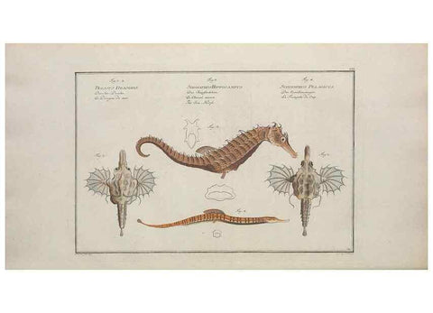 Reproducción/Reproduction 49770819867: Ichtyologie, ou, Histoire naturelle, générale et particulière des poissons :. A Berlin :Chez l'auteur, & chez François de la Garde libraire,1785-1797.. 