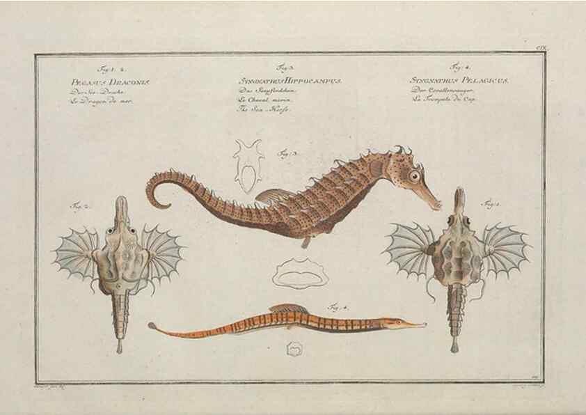 Reproducción/Reproduction 49770819867: Ichtyologie, ou, Histoire naturelle, générale et particulière des poissons :. A Berlin :Chez l'auteur, & chez François de la Garde libraire,1785-1797.. 