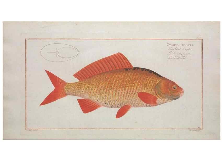 Reproducción/Reproduction 49770489166: Ichtyologie, ou, Histoire naturelle, générale et particulière des poissons :. A Berlin :Chez l'auteur, & chez François de la Garde libraire,1785-1797.. 